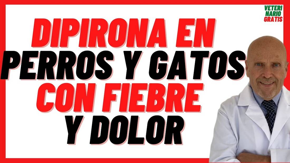 DIPIRONA, Metamizol o Nolotil  Antiinflamatorio para la Fiebre y Dolor  en Perros y Gatos Dosis