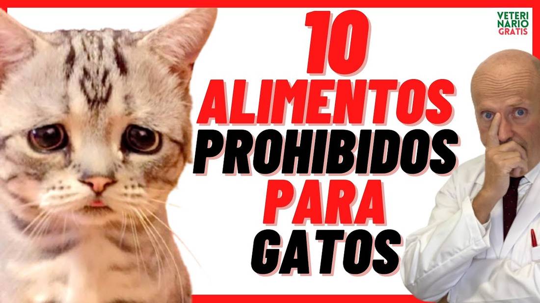 10 Alimentos Prohibidos  Tóxicos y Mortales para Gatos  Alimentos que no pueden comer los Gatos