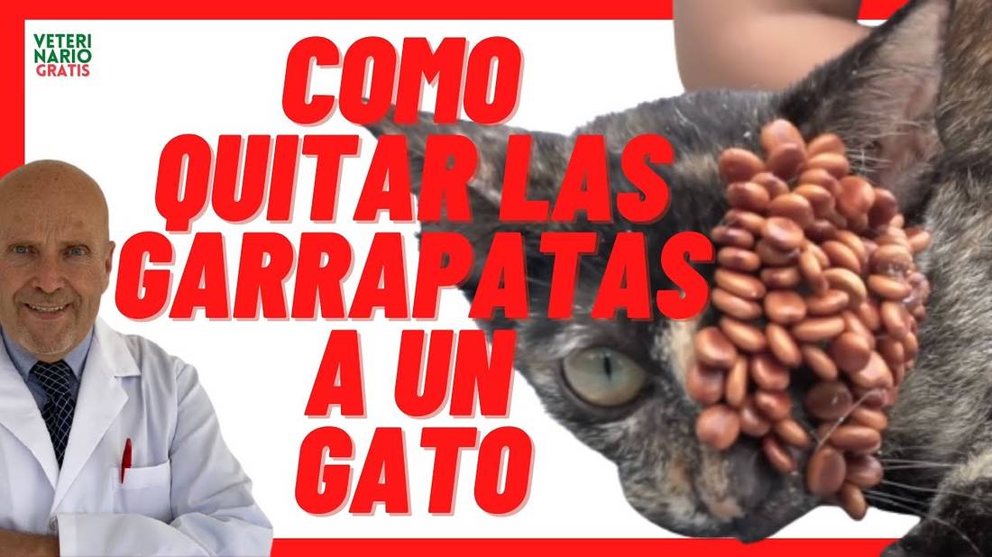 Garrapatas en Gatos Callejeros, Pequeños y Bebés  Cómo Quitarlas con Remedios Caseros