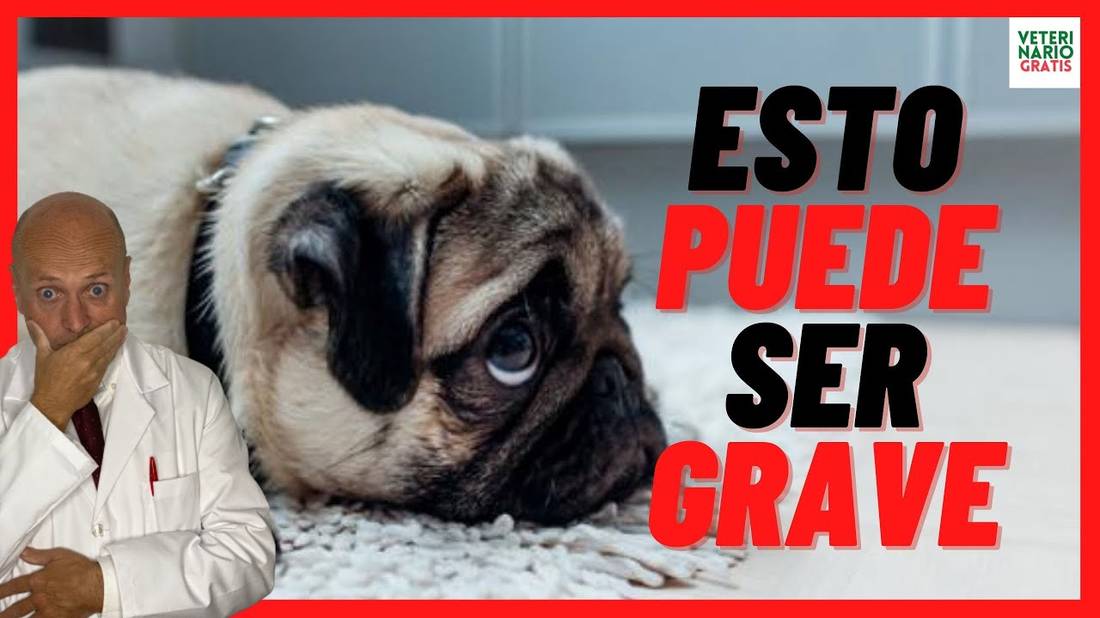 ¿POR QUÉ MI PERRO NO LADRA? ¿PUEDE SER GRAVE?