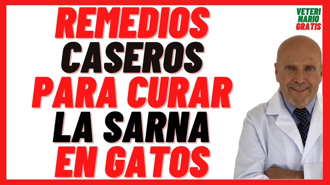 Como curar la SARNA en GATOS  de Forma Natural con un Tratamiento de REMEDIOS CASEROS