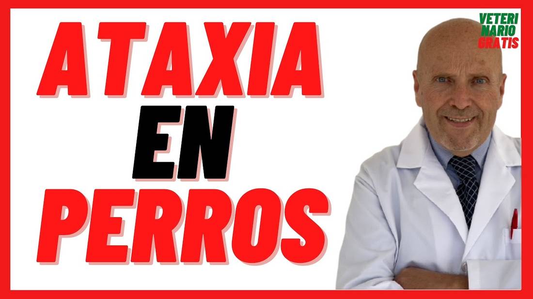 Ataxia en Perros  Causas por Traumatismo, Intoxicación, Síndrome Vestibular  Síntomas, Tratamiento