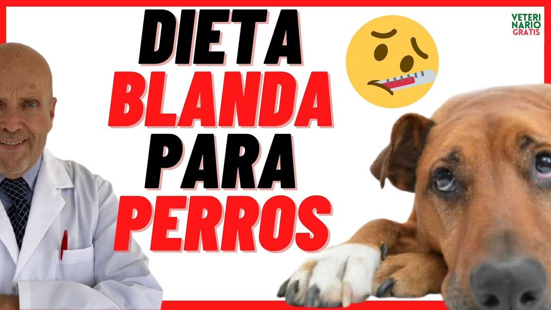 DIETA BLANDA PARA PERROS con DIARREA o GASTRITIS  Que darle de comer a un Perro con Diarrea