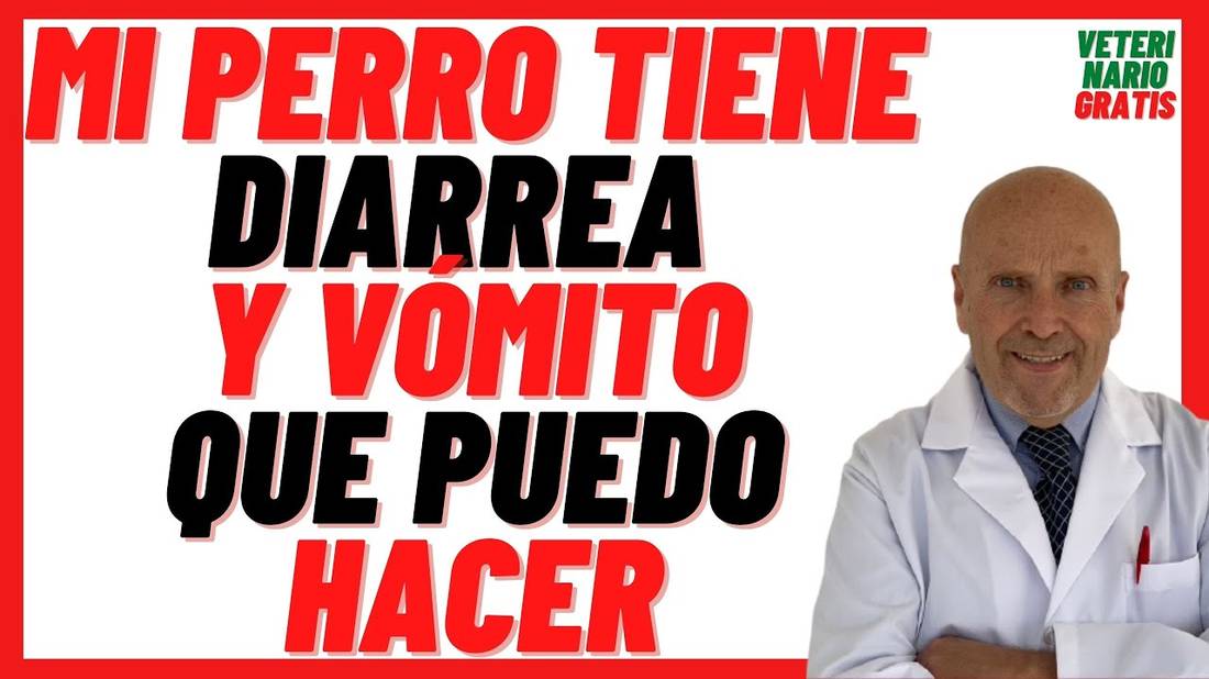 Mi perro tiene Diarrea y Vómito ¿Que puedo hacer?  ¿Que le puedo Dar?  ¿Que medicamento le doy?