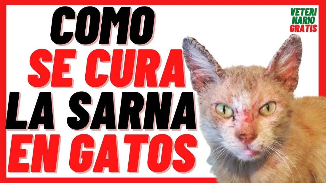 Sarna en Gatos 2022 Tipos, Síntomas y Tratamiento ¿ Cómo se Cura y Contagia a Humanos?