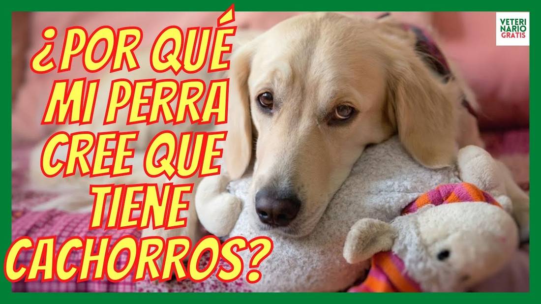 EMBARAZO PSICOLÓGICO EN PERROS  ¿POR QUÉ MI PERRA CREE QUE TIENE CACHORROS?