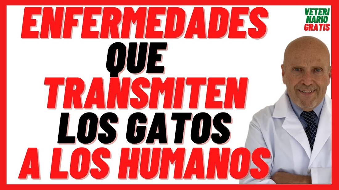 Enfermedades que Transmiten los Gatos a los Humanos  las Mujeres, Niños y Hombres  Toxoplasmosis