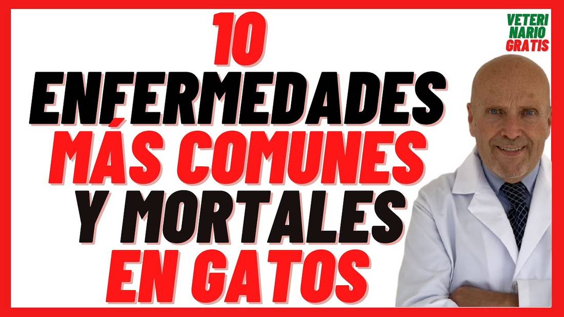 Las 10 Enfermedades más Comunes y Mortales en los Gatos Que Enfermedades Tienen los Gatos Caseros