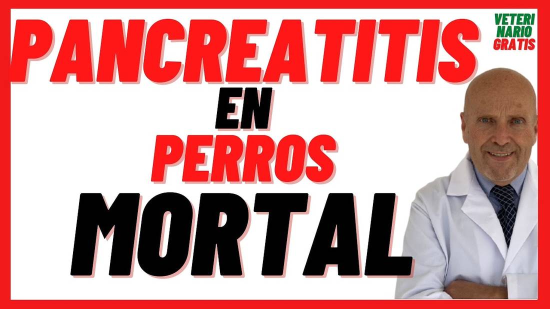 ¿QUÉ ES y CÓMO se CURA la PANCREATITIS AGUDA y CRÓNICA en PERROS?  Síntomas,Tratamiento  Es Mortal