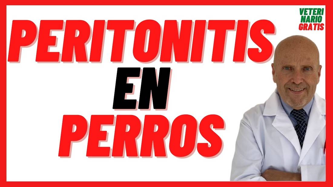 PERITONITIS en PERROS  Causas (por Pancreatitis y Apendicitis)  Síntomas, Tratamiento y Secuelas