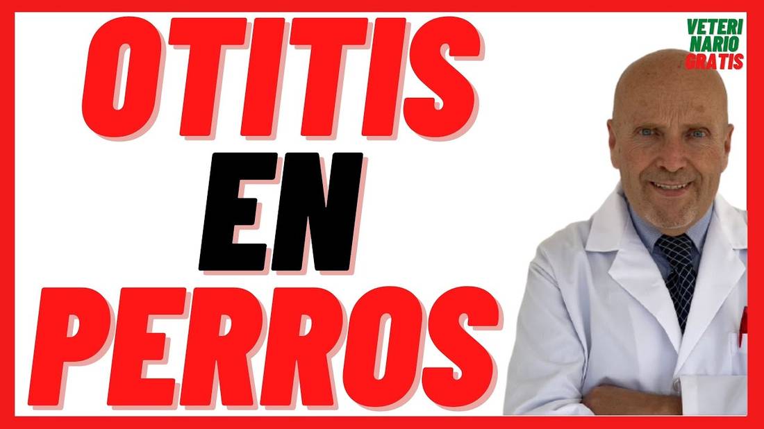 Otitis o Infección de Oído en Perros  Causas, Síntomas, Tratamiento (Como Curar) y Prevención