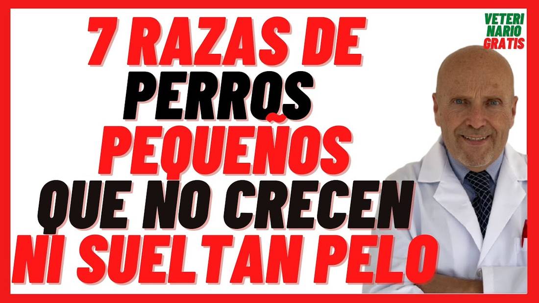 7 Razas de Perros Pequeños que NO Crecen y NO Sueltan Pelo  Para Tener en un Piso con Niños