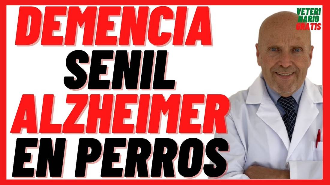 Demencia Senil o Alzheimer en Perros  Síntomas y Tratamiento, Remedios Caseros y Esperanza de Vida