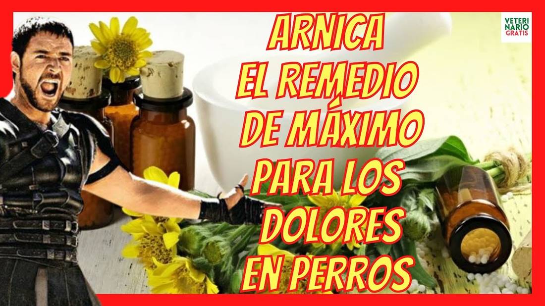 ÁRNICA  UNO DE LOS MEJORES ANTIINFLAMATORIOS NATURALES PARA PERROS