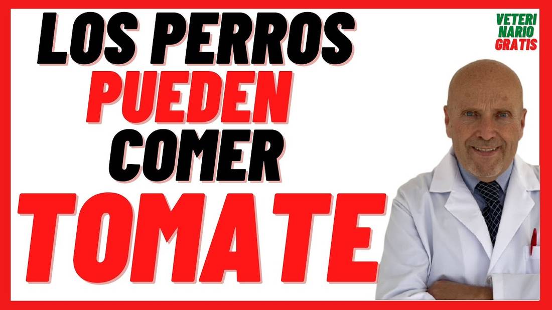 Los Perros Pueden Comer TOMATE  Es Bueno el Tomate para los Perros