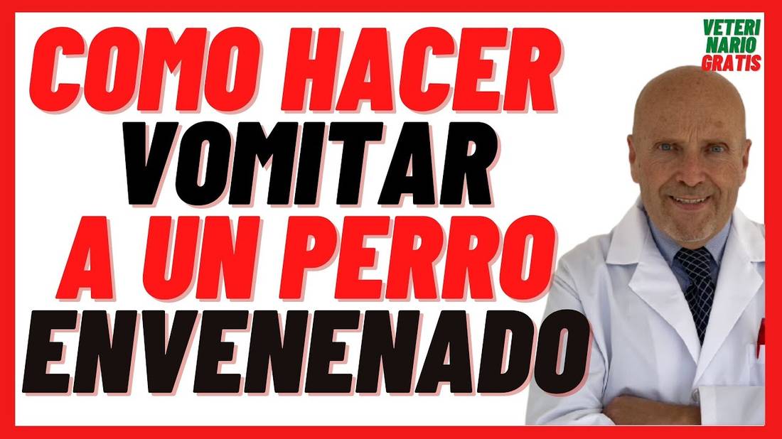 Como hacer VOMITAR a un Perro ENVENENADO  con Sal, Aceite, Agua Oxigenada, Leche o con los Dedos