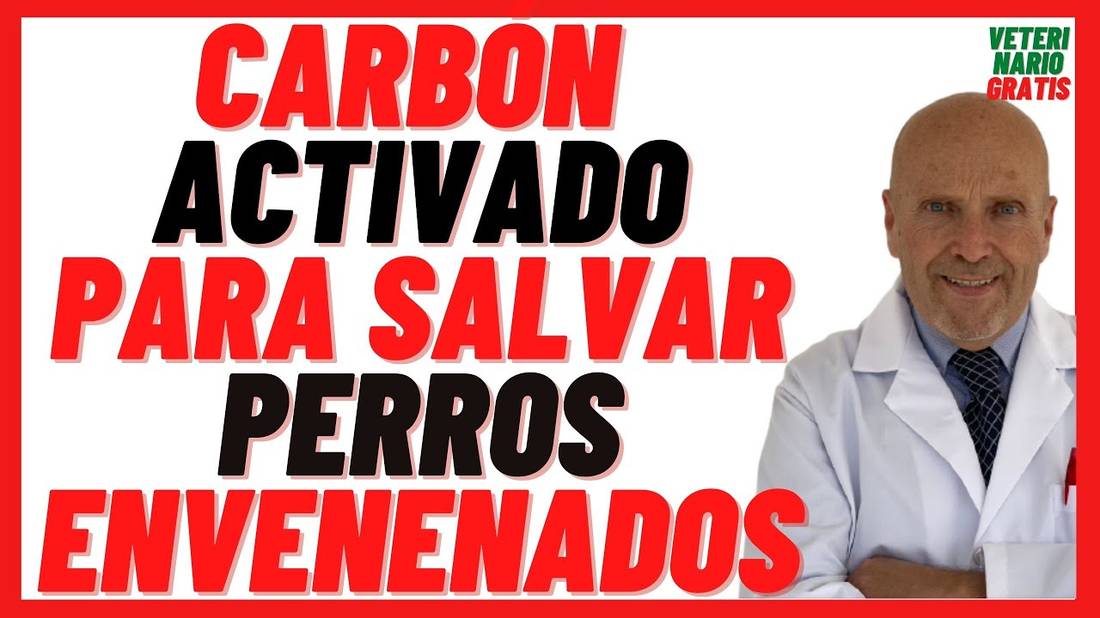 Pastillas de Carbón Vegetal Activado para Perros  Qué hacer en caso de Envenenamiento de un Perro