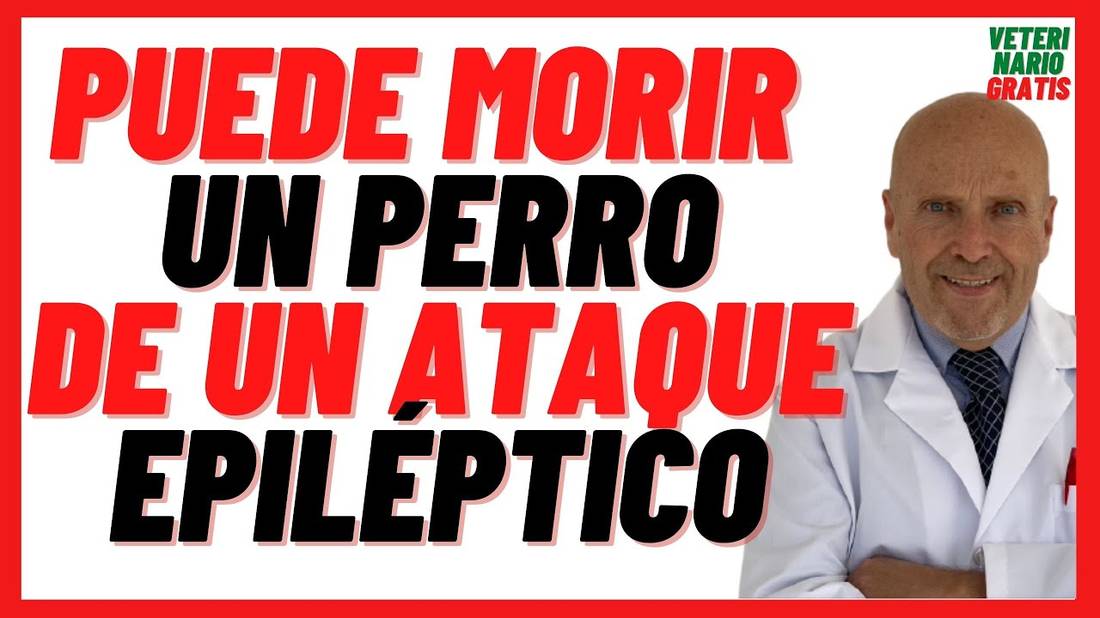 Puede Morir un Perro de un Ataque Epiléptico  Qué hacer ante un Ataque de Epilepsia en Perros