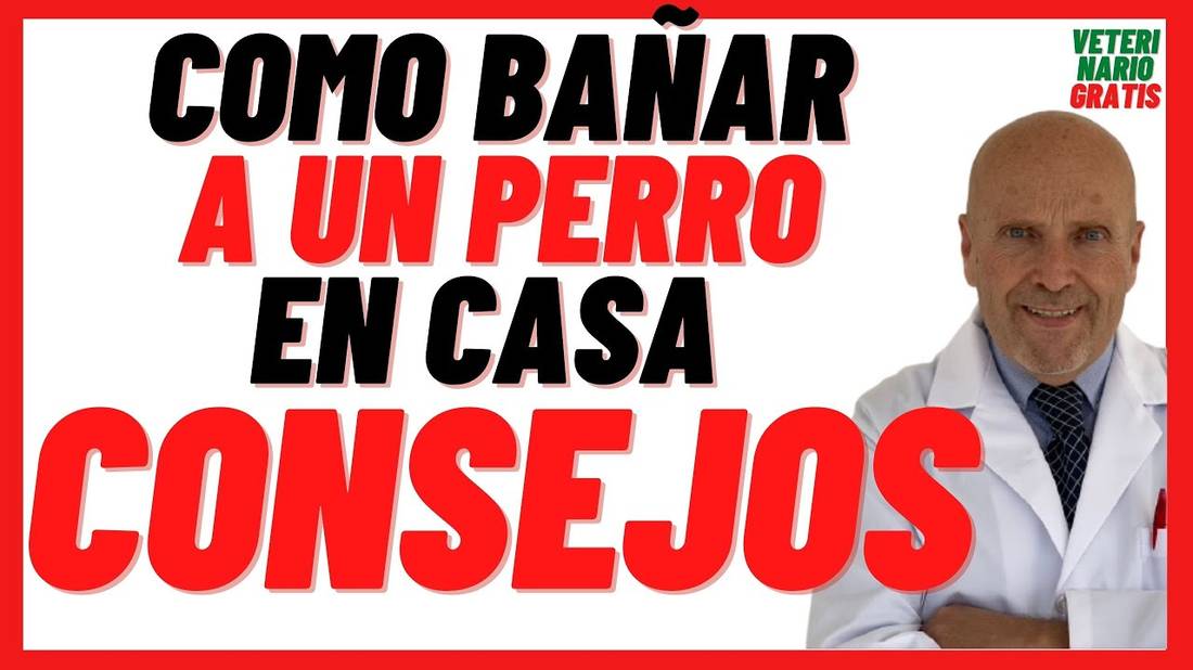 Consejos para Cómo BAÑAR o LAVAR a un PERRO en CASA  Cuando se Puede Bañar a un Cachorro