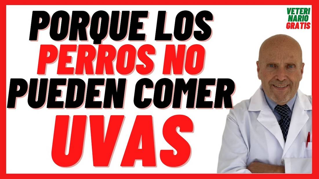 Porque los Perros NO pueden comer UVAS o Pasas  Tratamiento de la Intoxicación por Uvas en Perros