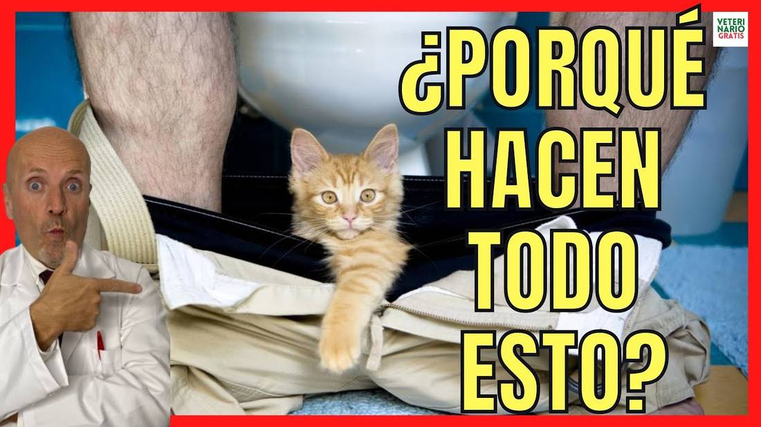 EXPLICACIÓN de los 15 COMPORTAMIENTOS MÁS EXTRAÑOS de los GATOS