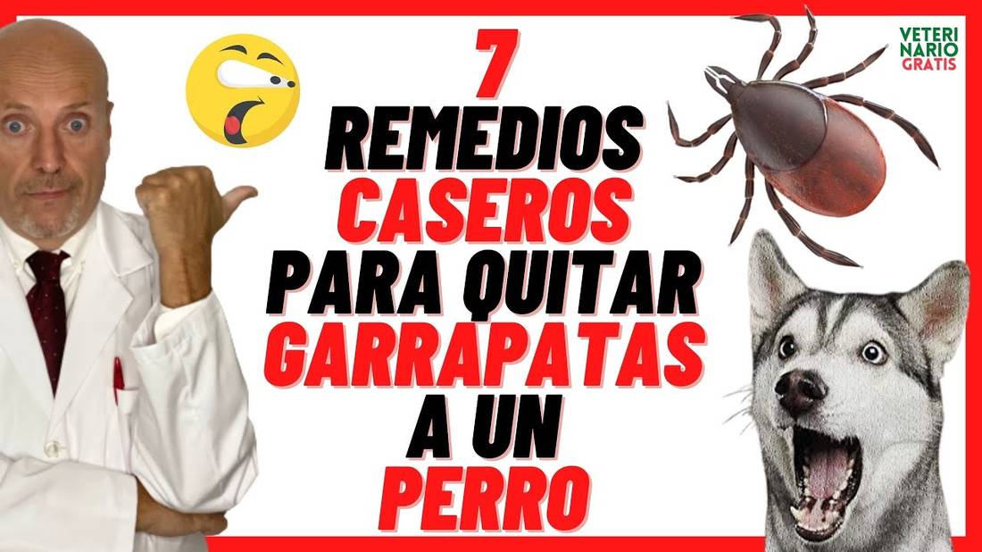 ¿CÓMO QUITAR Y ELIMINAR GARRAPATAS A UN PERRO CON REMEDIOS CASEROS Y NATURALES?