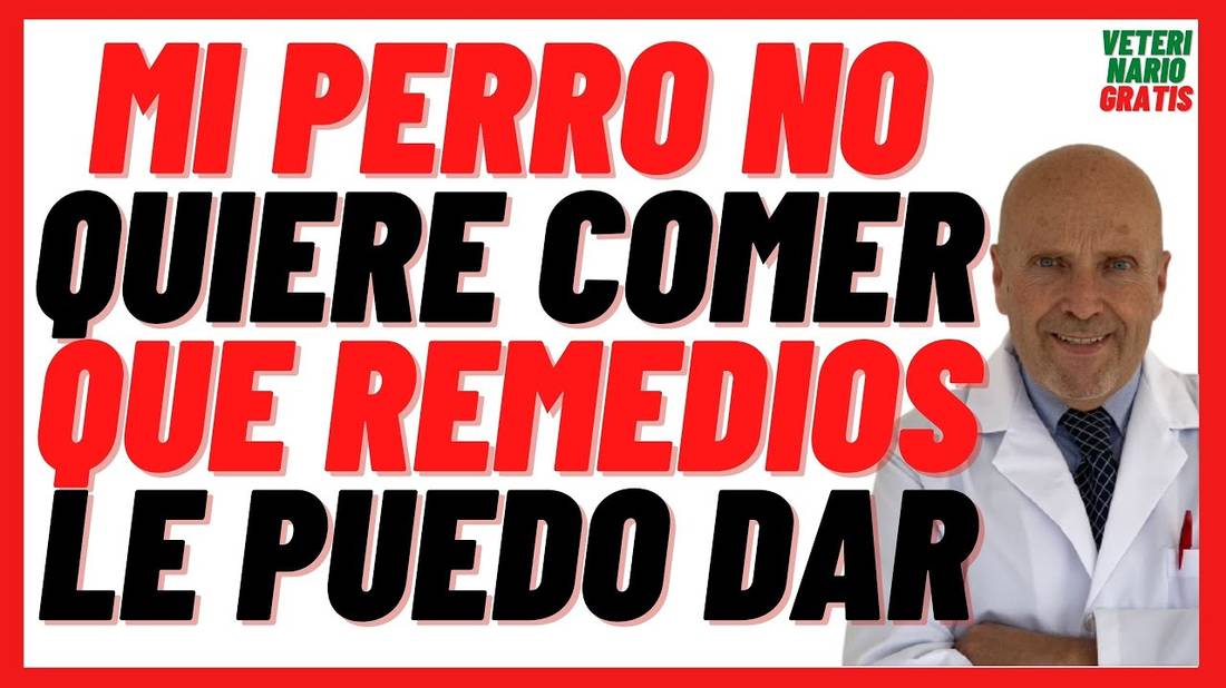 Porque mi Perro ya no quiere comer nada  12 Remedios Caseros para Perros que no quieren comer