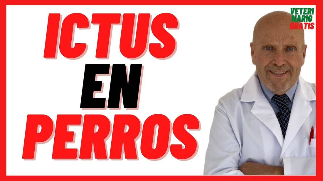 Ictus, Derrame Cerebral o Embolia en Perros Síntomas, Causas, Tratamiento y Secuelas