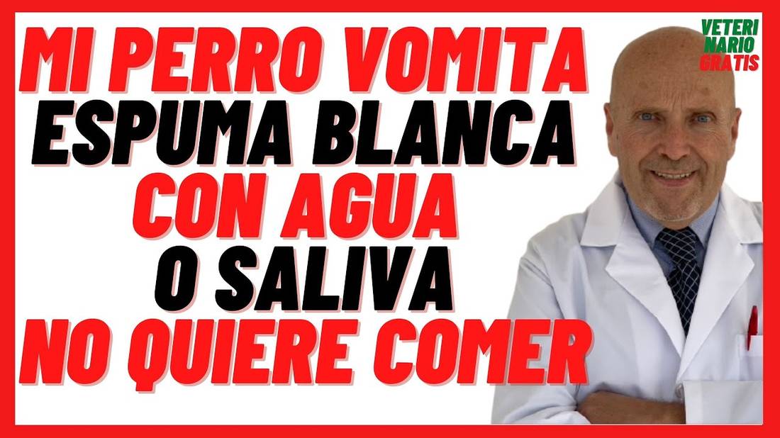 Porque mi Perro Vomita SALIVA, con Espuma Blanca y Agua  No quiere Comer Tratamiento