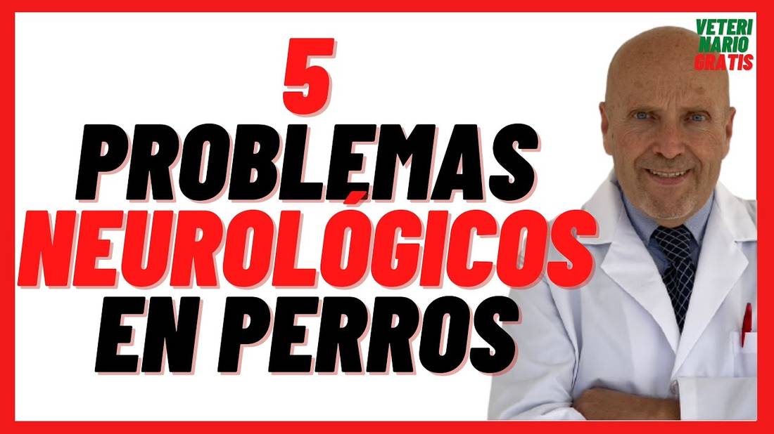 5 Problemas Neurológicos en Perros  Ataxia, Síndrome Vestibular y de Wobbler, Ictus, Demencia Senil