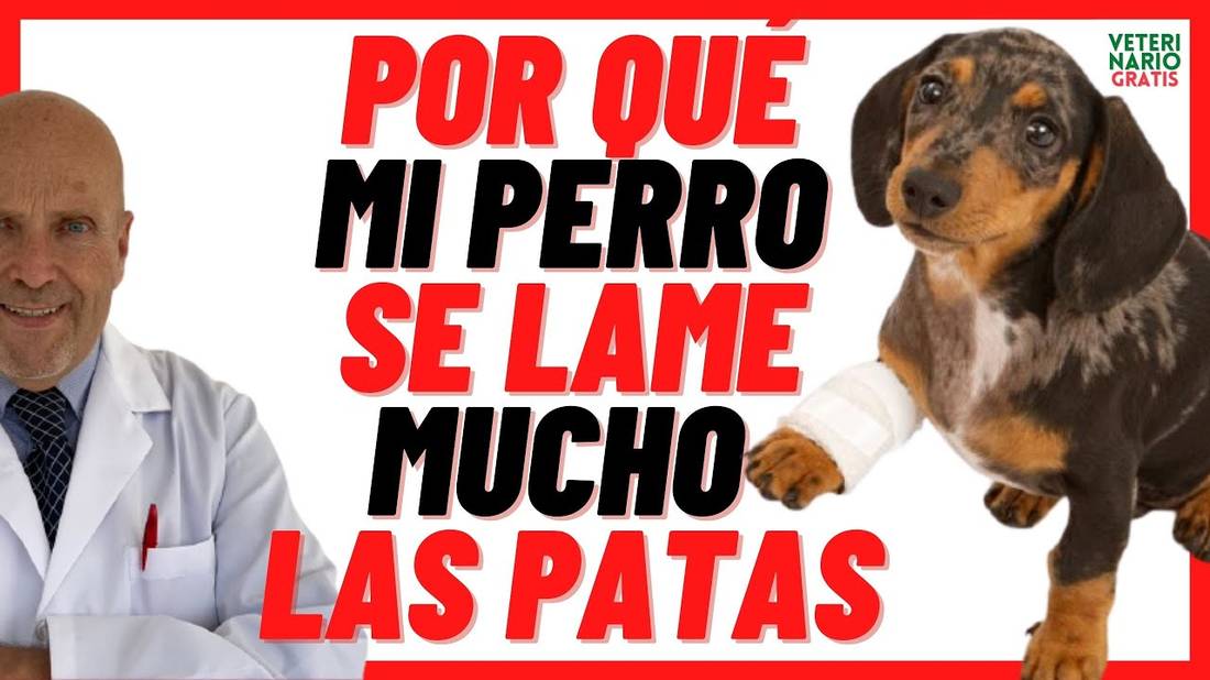 Porque mi ❌ PERRO se LAME MUCHO las PATAS DELANTERAS.❌ y las tiene Rojas PODODERMATITIS en PERROS