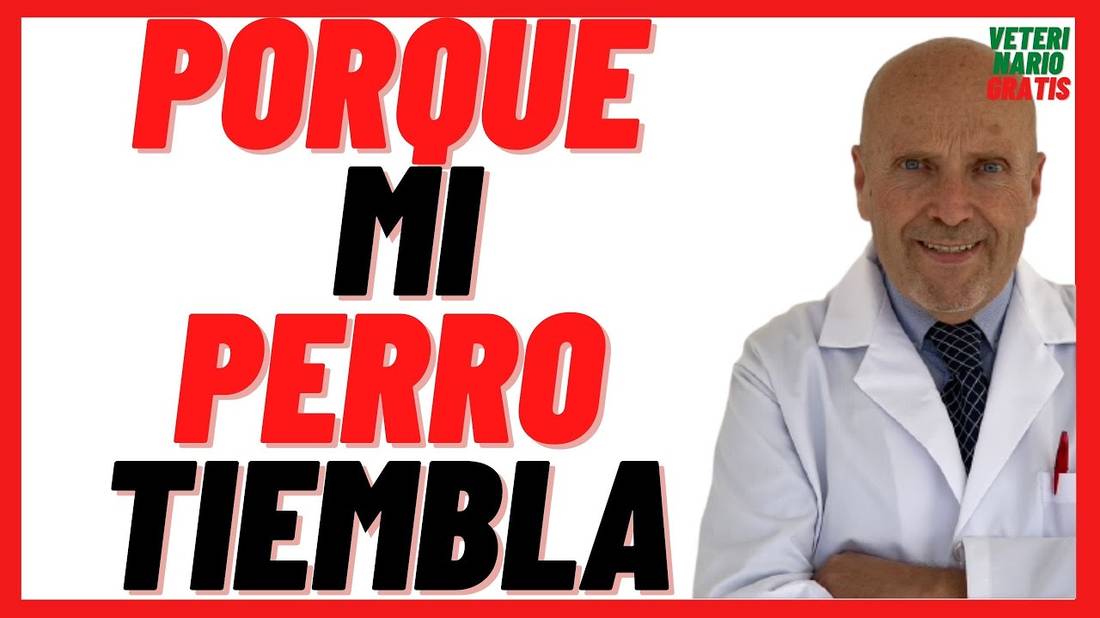 Porque mi perro Tiembla Mucho y no Puede Caminar  Cuando Duerme o Llora Y Vomita