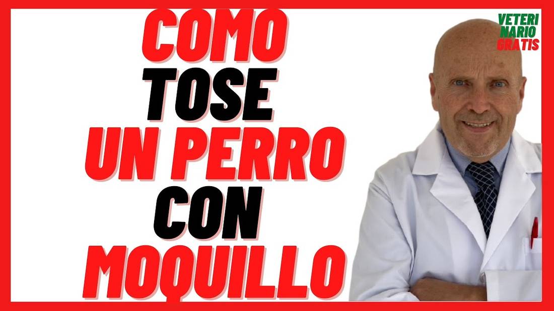 ¿Cómo Tose un Perro con Moquillo?  Tos Seca y Mocos en Perros