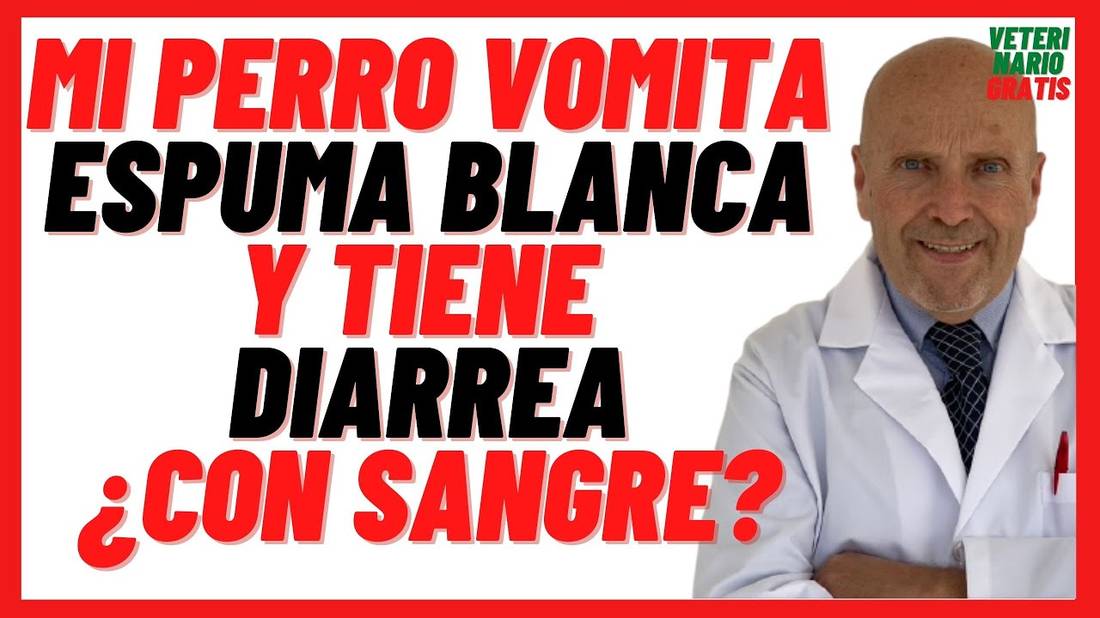 Porque mi perro vomita Espuma Blanca y Tiene Diarrea ¿con Sangre?  Gastritis o Parvovirus