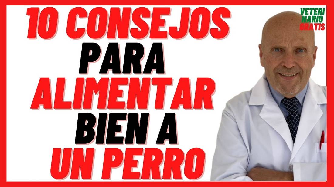 Alimentación Correcta Para Perros  10 Consejos para Cómo ALIMENTAR Bien a un Perro