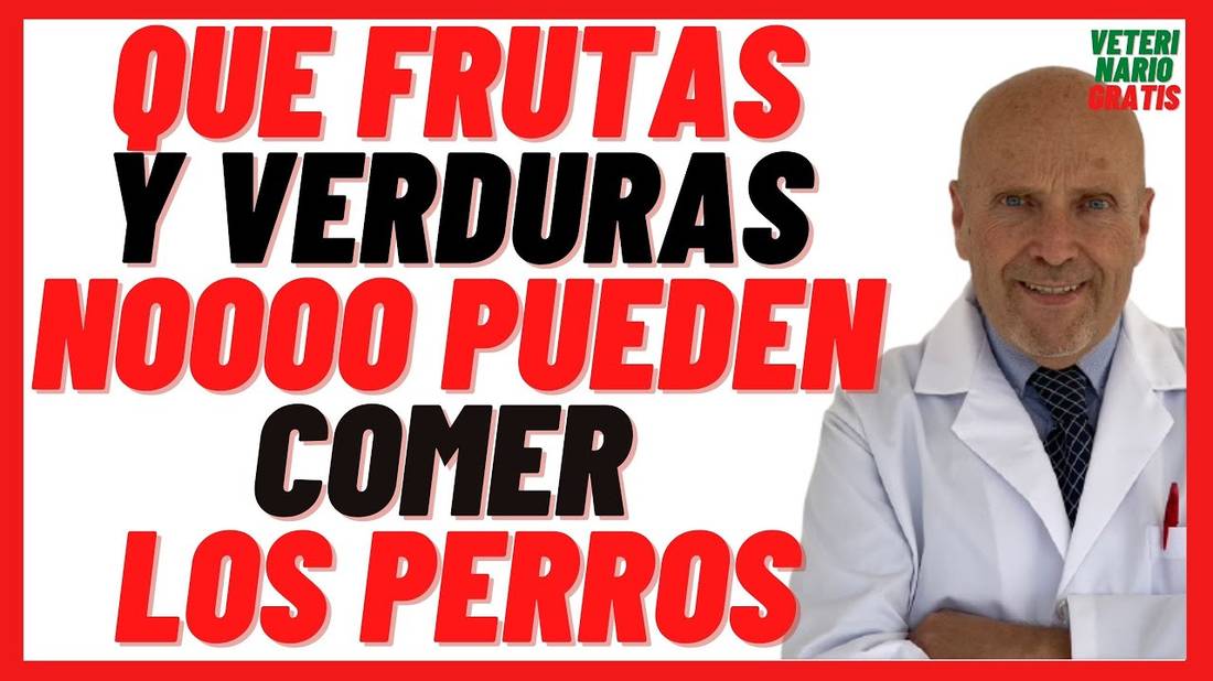 ¿Que FRUTAS y Verduras NO Pueden COMER los PERROS?  Frutas y Verduras Prohibidas para Perros