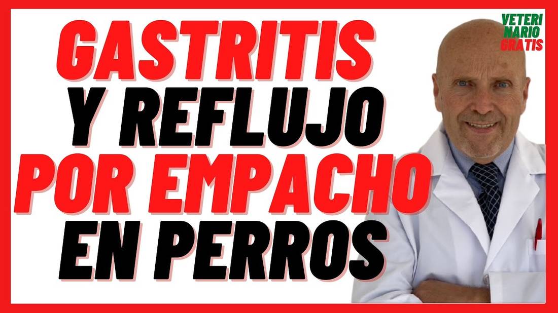 Gastritis y Reflujo por Empacho o Indigestión en Perros Síntomas  Tratamiento Omeprazol, Sucralfato