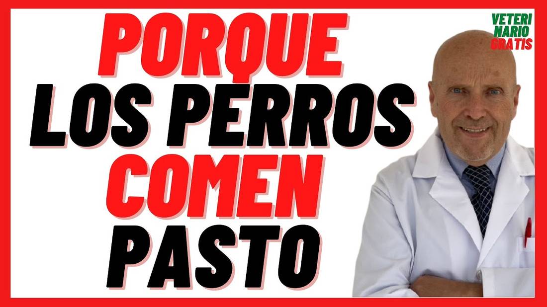 Porque los PERROS Comen PASTO (hierba) y Vomitan Es malo el Pasto para los Perros