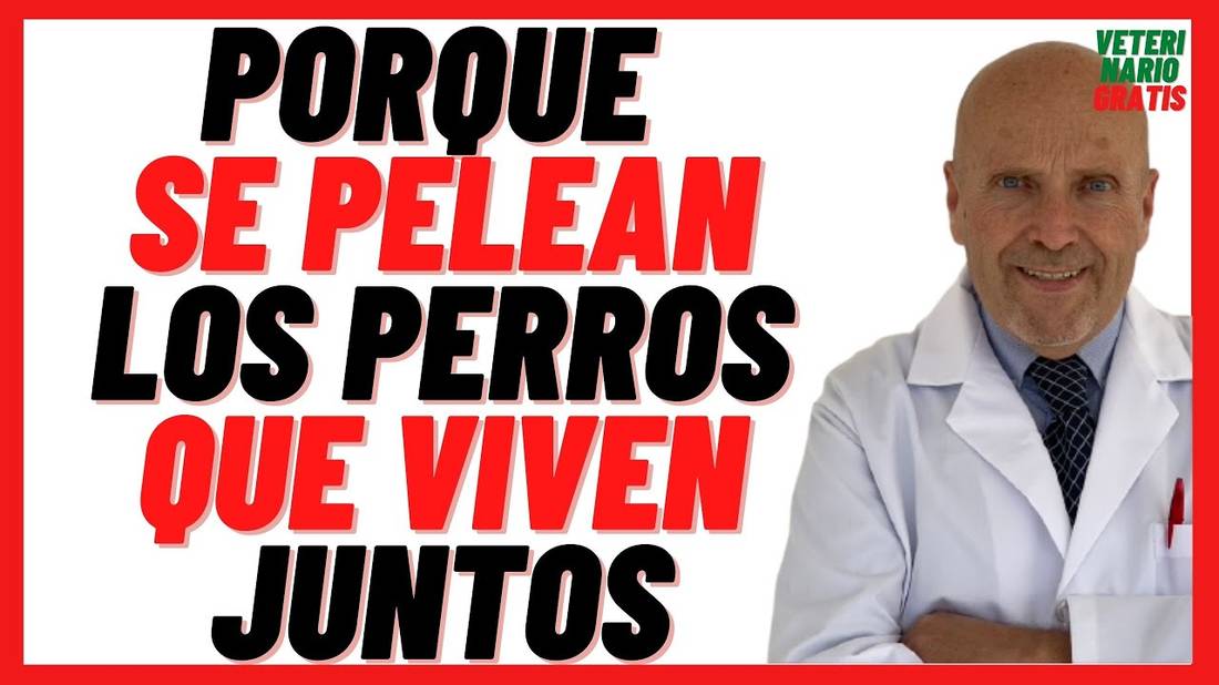 Porque se Pelean los Perros que viven Juntos  Agresividad y Peleas entre Perros que viven juntos