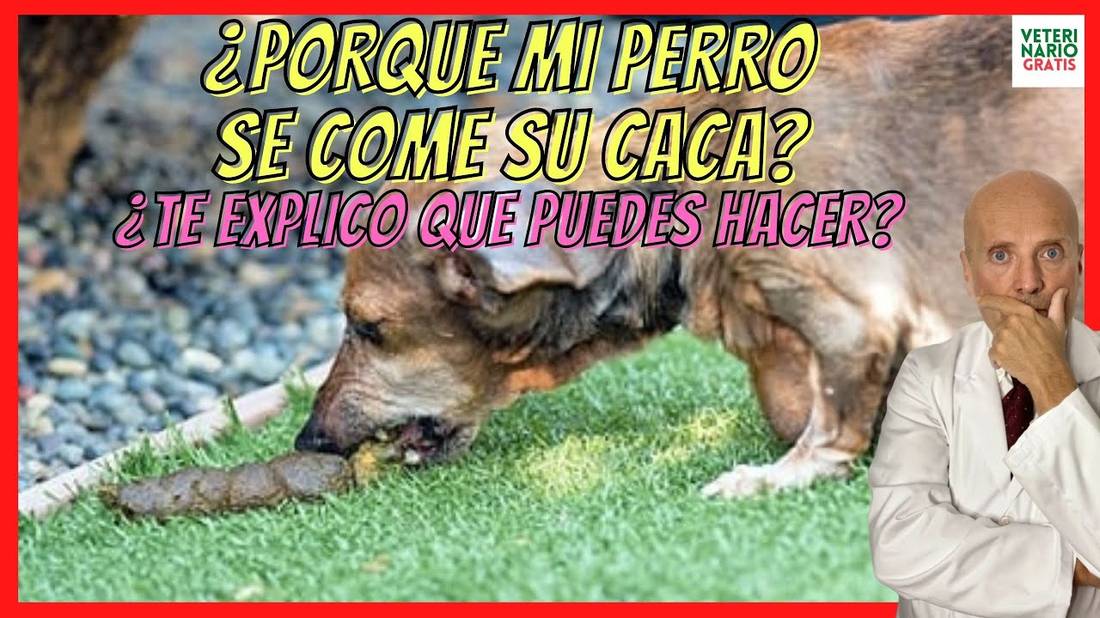 ¿PORQUE MI PERRO SE COME SU CACA?  REMEDIOS CASEROS PARA LA COPROFAGÍA