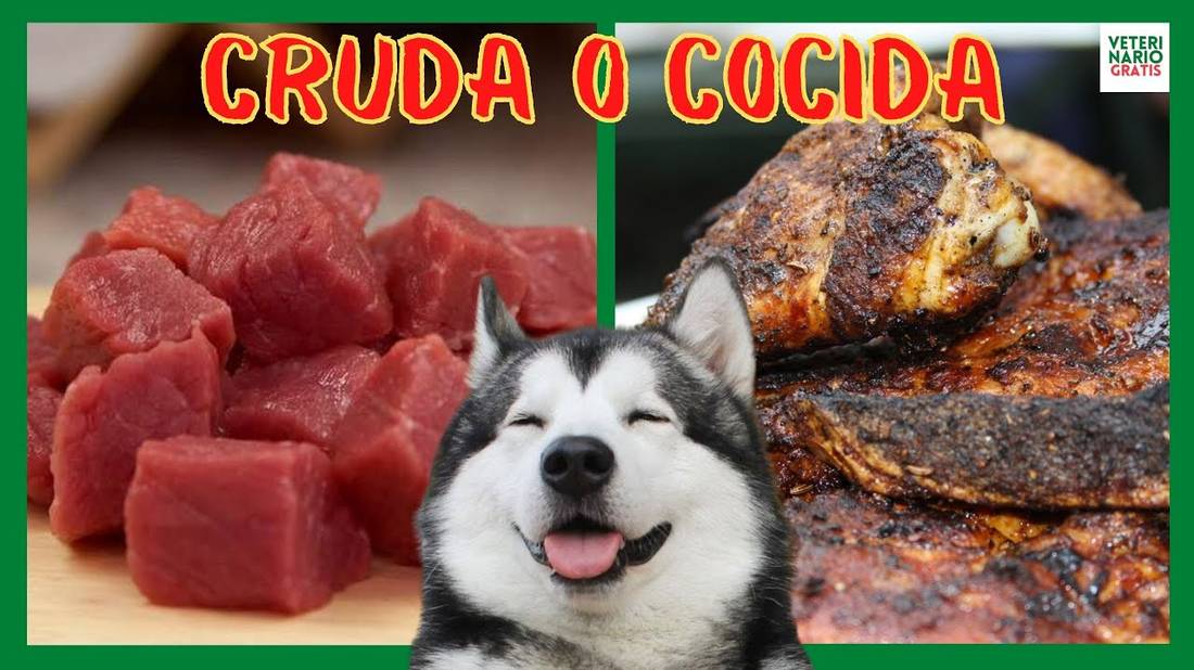 CARNE CRUDA O COCIDA PARA PERROS  PROS Y CONTRAS