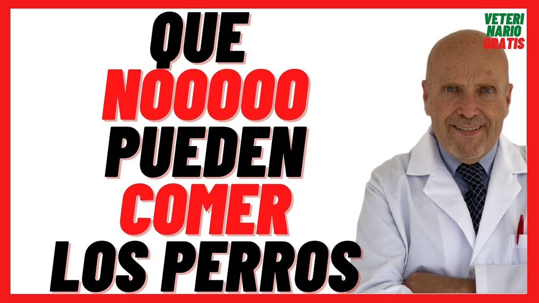 ¿QUE ALIMENTOS NO DEBEN COMER LOS PERROS?