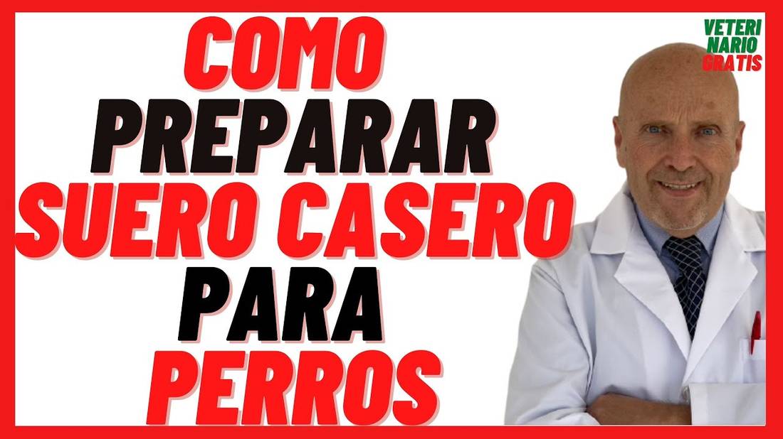 Cómo Preparar o Hacer Suero Oral Casero para Perros Cachorros  Deshidratados con Diarrea o Vómitos