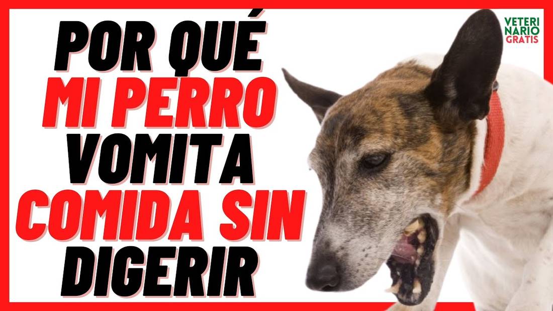 MI PERRO VOMITA COMIDA SIN DIGERIR  REGURGITACIÓN por MEGAESOFAGO en Perros Síntomas y Tratamiento