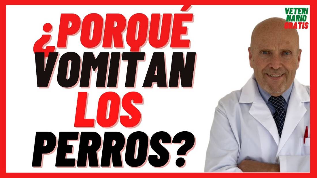 Porque Vomitan los Perros  Causas y Tipos de Vómito, Blanco, Amarillo, Verde  Espumoso en Perros