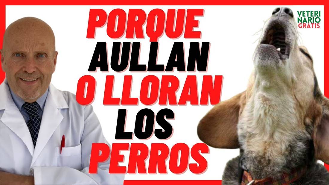 Porque AÚLLAN o LLORAN los Perros Domésticos Por la Noche, en la Madrugada, Cuando Alguien Muere