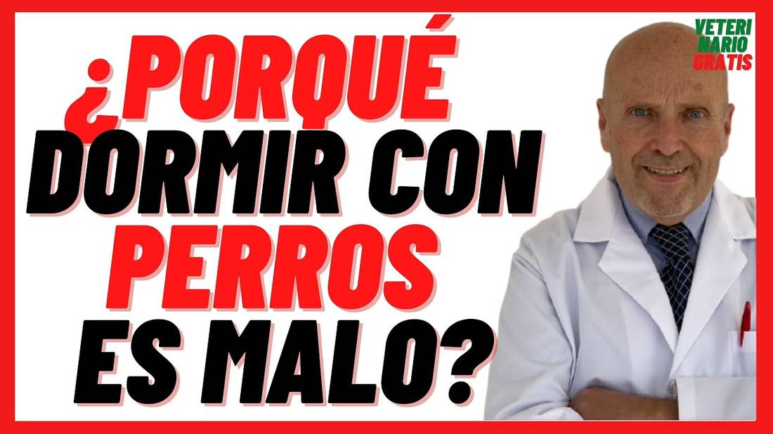 ENFERMEDADES que se Transmiten por DORMIR con los PERROS ¿DORMIR con PERROS en la CAMA es MALO?