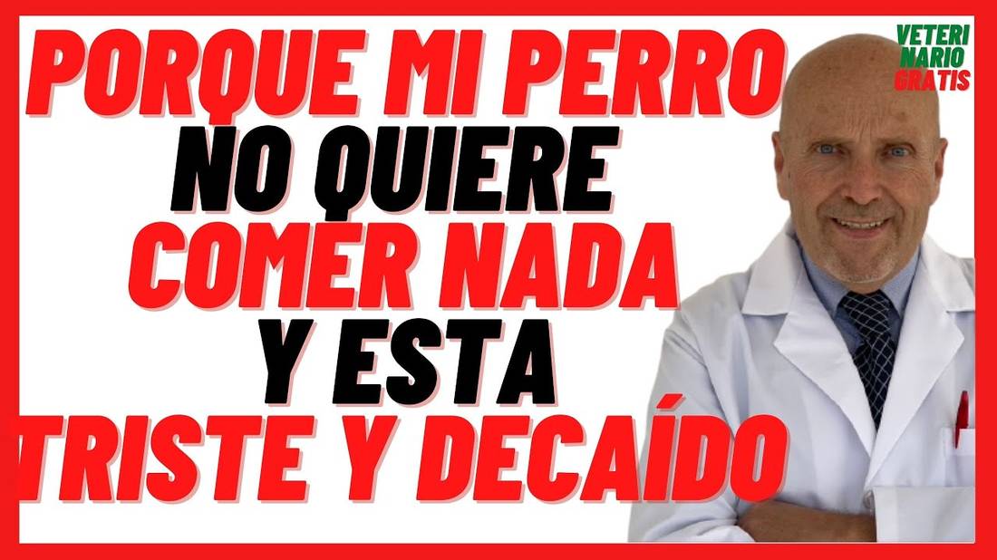 Porque mi PERRO No Quiere COMER Nada y Esta Triste / Decaído  Que Remedios Caseros le Puedo Dar