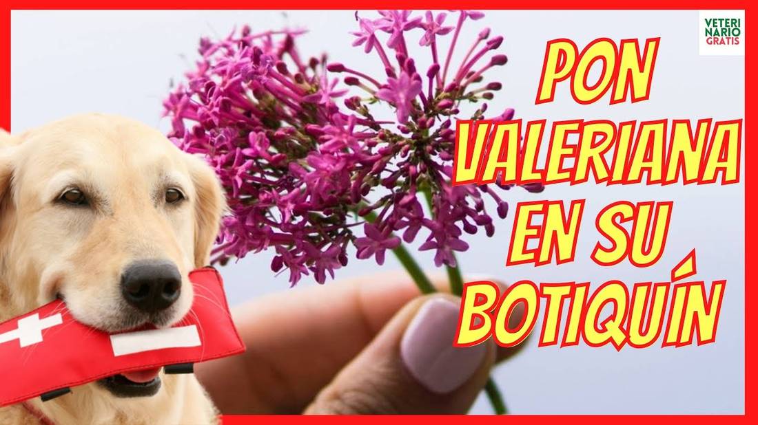 VALERIANA USOS Y BENEFICIOS ❤️ NO SOLO COMO TRANQUILIZANTE PARA PERROS