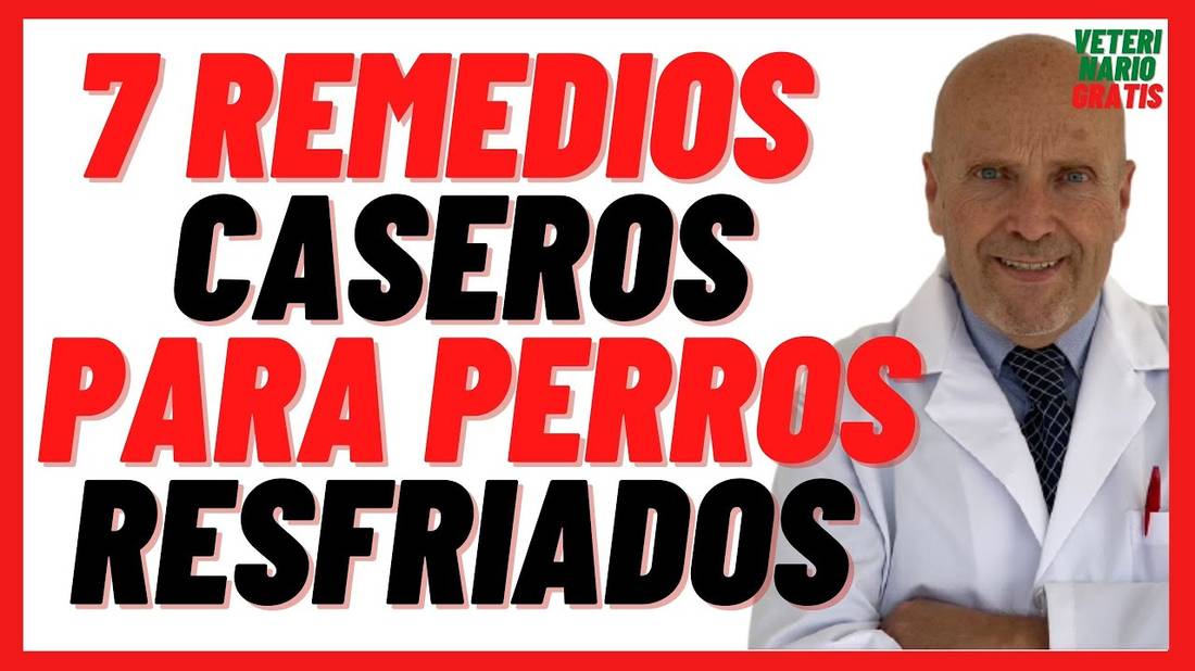 7 Remedios Caseros para Perros Resfriados o con Gripe  Como Eliminar Mocos en Perros